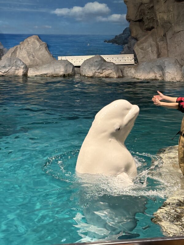 海の仲間に会いにいこう！