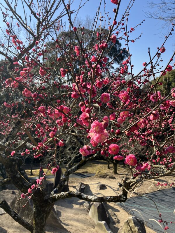 今年の春は遅くとも、すぐそこに来ています